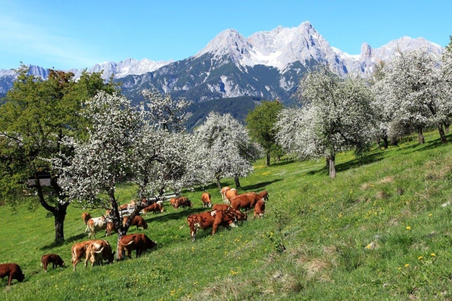 familien-bauernhof-urlaub-saalfelden006