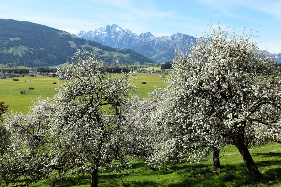 familien-bauernhof-urlaub-saalfelden007